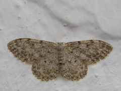 Idaea alyssumata