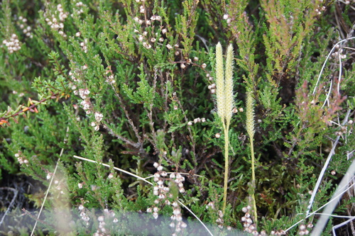 Lycopodium clavatum observed 2026-10-29