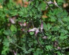 Fumaria muralis muralis