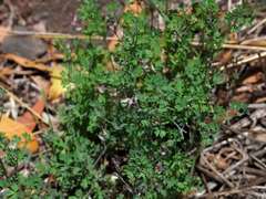 Fumaria muralis muralis