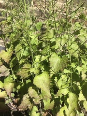 Alliaria petiolata