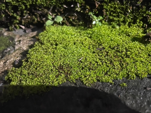 Hyophila involuta observed 2026-10-28