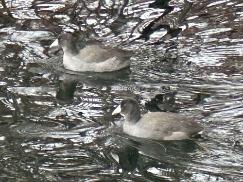 Fulica americana observed 2026-10-29