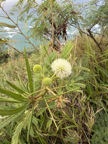 Leucaena leucocephala observed 2026-10-29