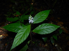 Pulchranthus variegatus