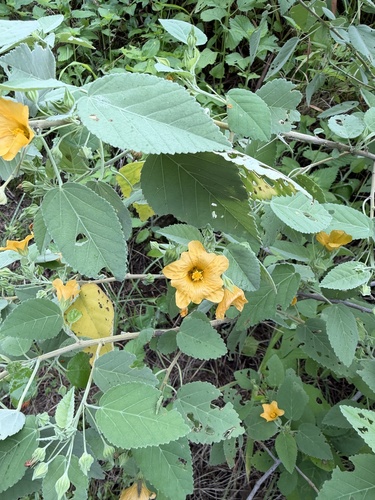 Sida fallax observed 2026-10-29