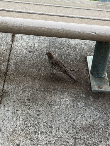 Geopelia striata observed 2026-10-29