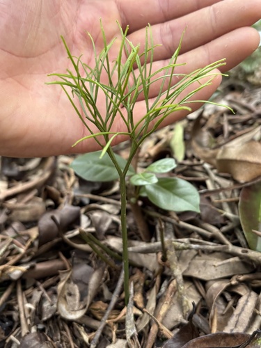Psilotum nudum observed 2026-10-21