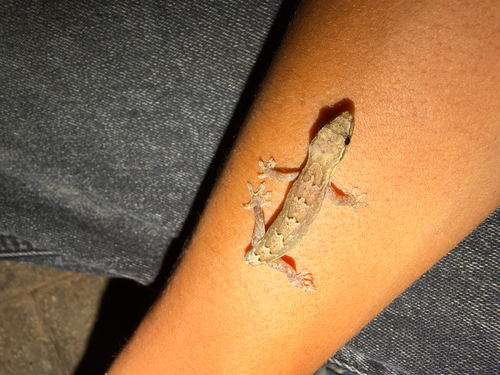 Lepidodactylus lugubris observed 2026-10-28