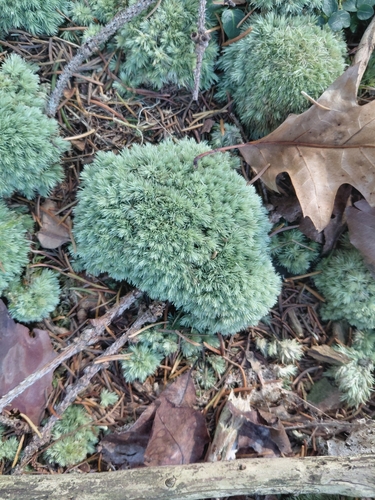 Leucobryum glaucum observed 2026-10-29