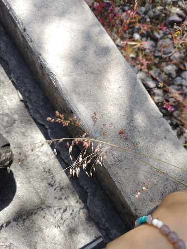 Melinis repens observed 2026-10-29