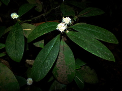 Rudgea bremekampiana