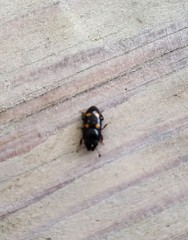 Glischrochilus hortensis