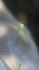 Misumena vatia