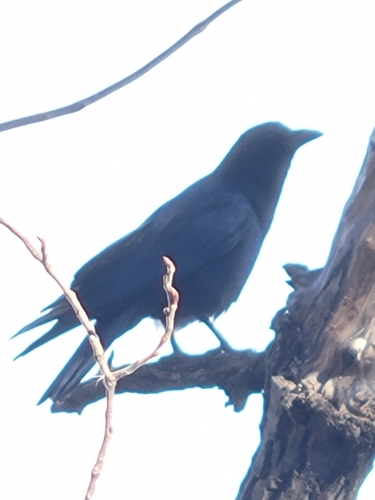 Corvus observed 2026-10-29