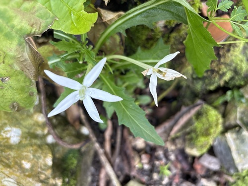 Hippobroma longiflora observed 2026-10-29