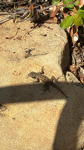 Sceloporus occidentalis observed 2026-10-29