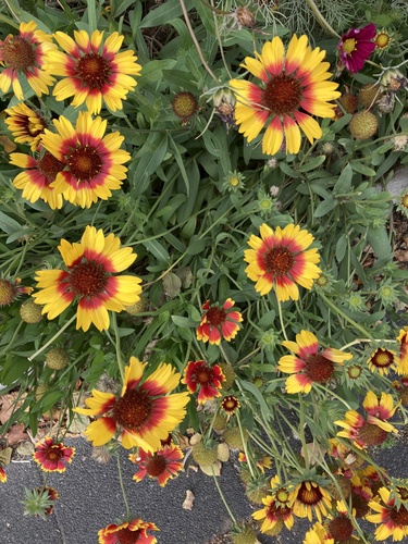 Gaillardia pulchella observed 2026-10-29
