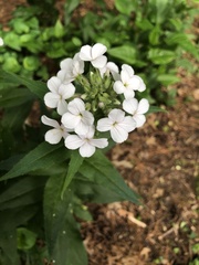 Hesperis matronalis