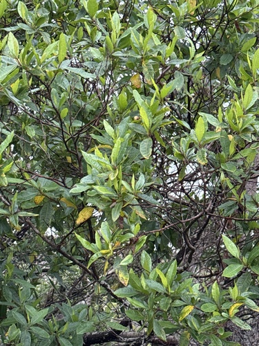 Dodonaea viscosa observed 2026-10-29