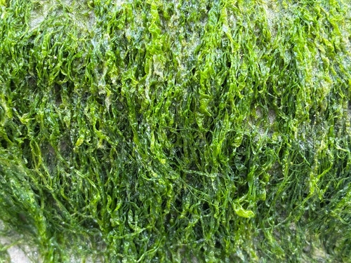 Ulva intestinalis observed 2026-10-29