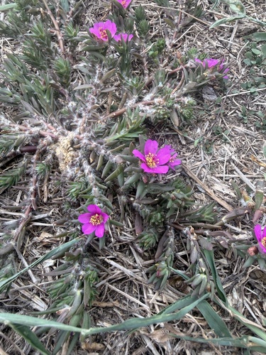 Portulaca pilosa observed 2026-10-29