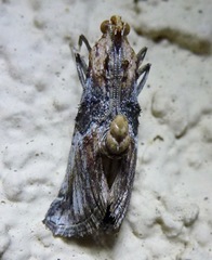 Toripalpus trabalis