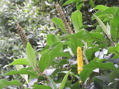 Abatia parviflora