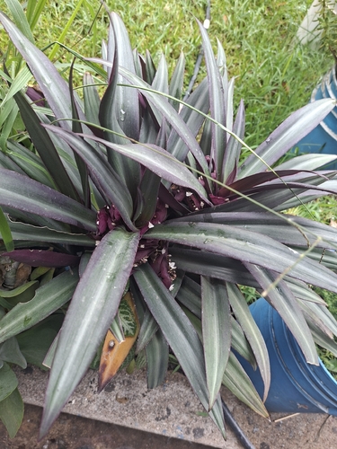 Tradescantia spathacea observed 2026-10-29