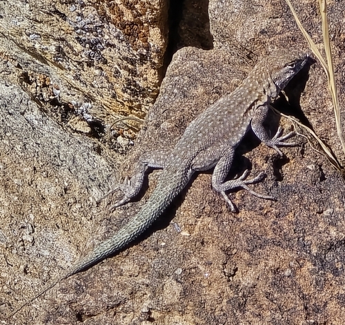 Uta stansburiana observed 2026-10-28