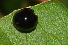 Chilocorus nigritus