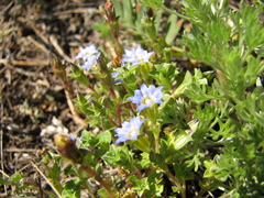 Gentiana squarrosa