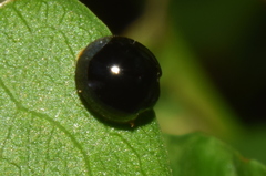 Chilocorus nigritus