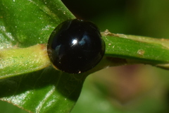 Chilocorus nigritus