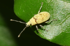 Myllocerina
