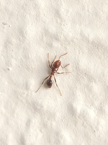 Solenopsis geminata observed 2026-10-28