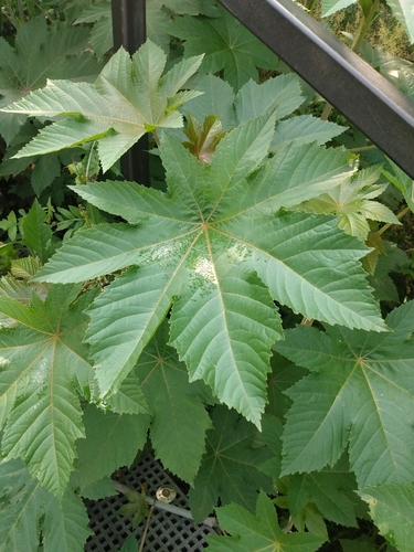 Ricinus communis observed 2026-10-29
