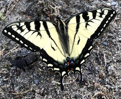 Papilio canadensis