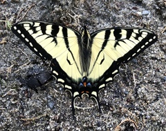 Papilio canadensis