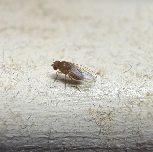 Drosophila melanogaster observed 2026-10-29