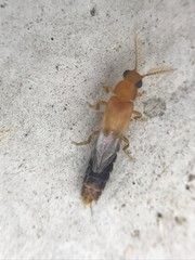 Distremocephalus texanus