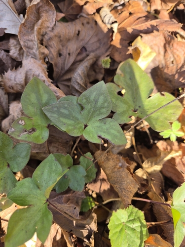 Hepaticae observed 2026-10-29