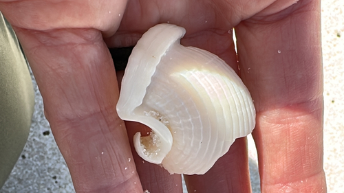 Phalium granulatum granulatum observed 2026-10-29