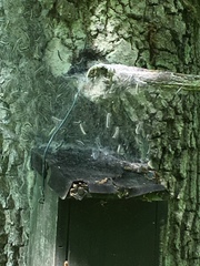 Thaumetopoea processionea