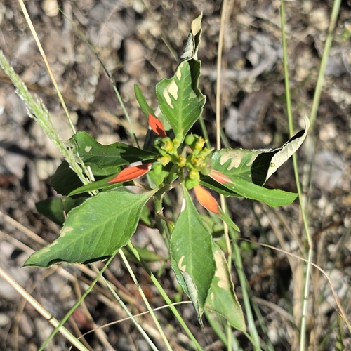 Euphorbia heterophylla observed 2026-10-29