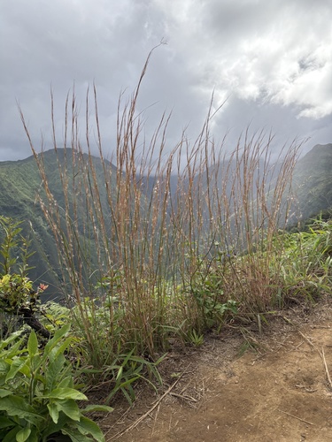 Andropogon virginicus observed 2026-10-21
