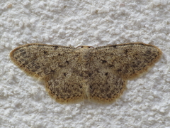 Idaea urcitana