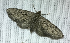 Eupithecia fletcherata