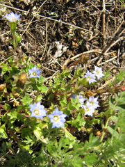 Gentiana squarrosa