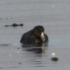 Fulica americana observed 2026-10-29
